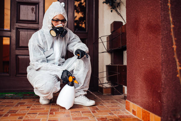 Reliable Wasp Removal contractor in Stanton, CA by Show Me Pest Control